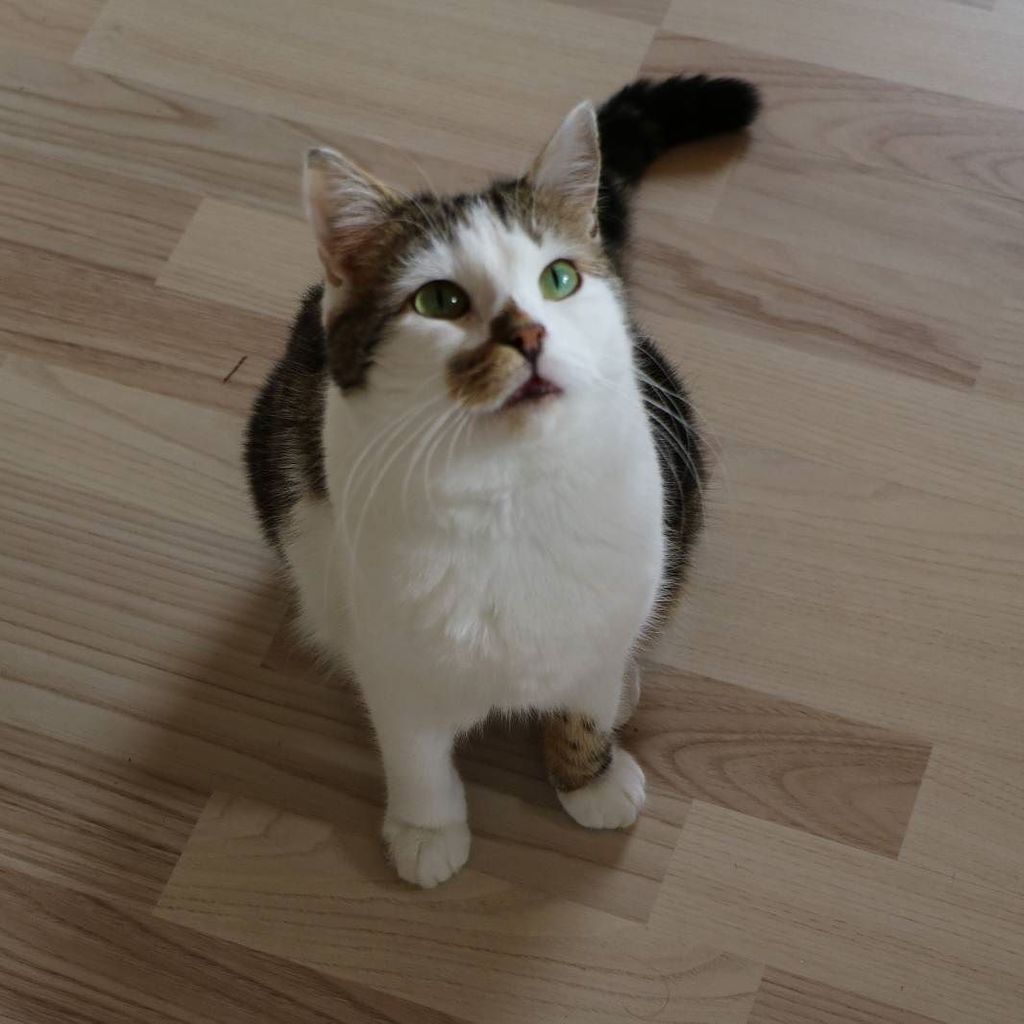 circlingsquare's tweet photo. Miez #miez #miezi #mieze #katzenliebe #katzenglück #katze #cat #catsofinstagram #catstagram #acatnamedmiez #dspets … https://t.co/wxXkxz6Kyr