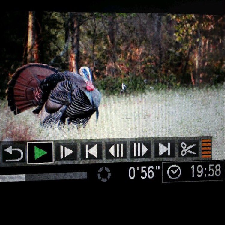 Tom my buddies shot not too long ago #struttinthunder 

Link below: 
youtu.be/LrdbH0YmukY