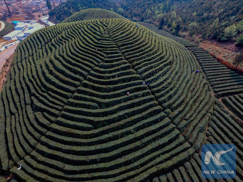 XHNews's tweet photo. Mingqian Cha, or tea picked up before Qingming Festival, this year on April 4, is regarded to have a better taste https://t.co/0K4invCSkX