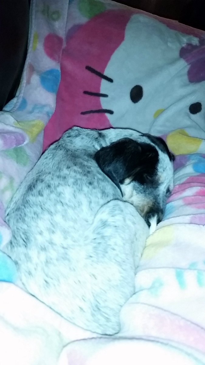 SorcererFox's tweet image. What a little princess. 🐶💗