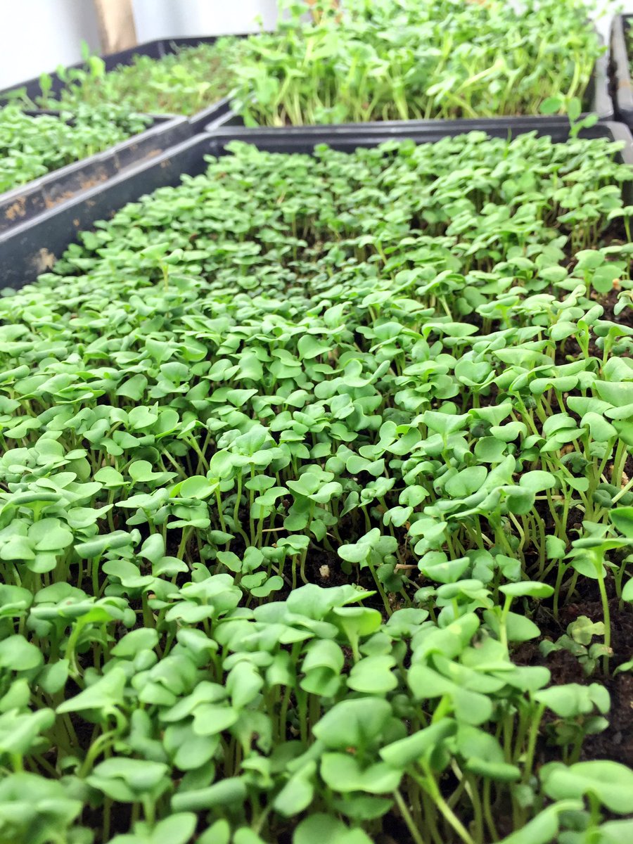 OsborneMarket's tweet photo. FRESH #ARUGULA &amp; HOT #MUSTARD: $5 bags or $15 trays available this weekend!! 
#Osborne #spring #fresh https://t.co/m3zSrmj7NA