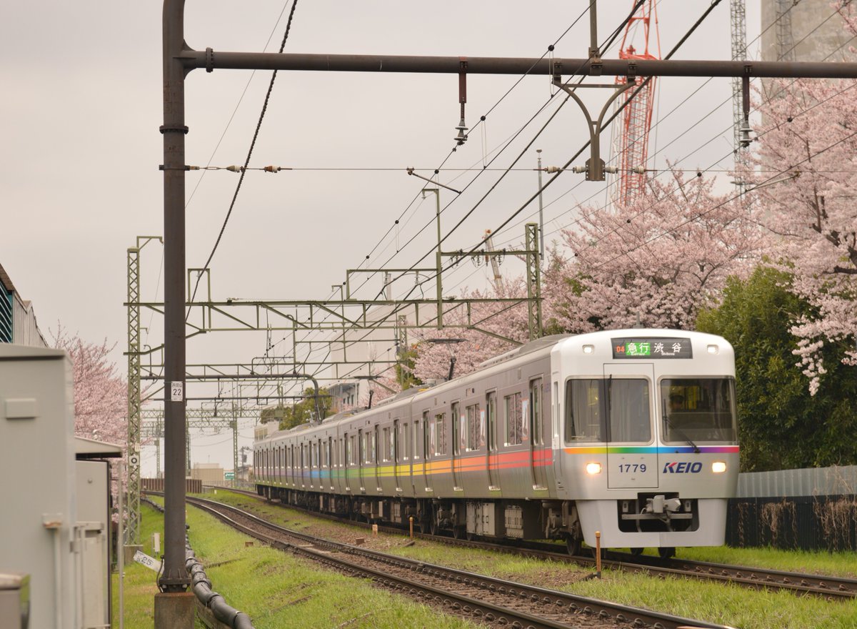 Sk_rainie's tweet photo. 2016.4.1　京王井の頭線と桜
浜田山6号踏切付近にて

#ファインダー越しの私の世界 
#井の頭線
#鉄道と桜
#桜
#1779F
#1751F
#1784F
#1783F https://t.co/m7aidfAsWG