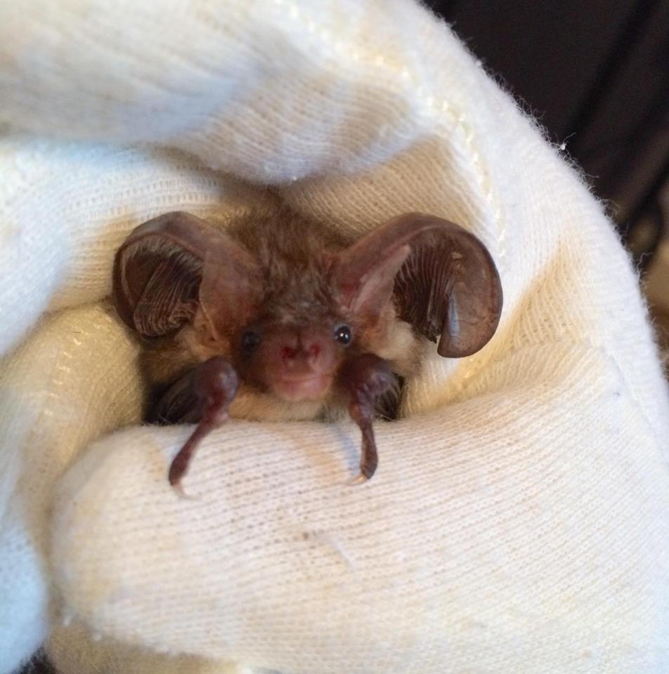 BSEbatrescue's tweet photo. Toaster the brown long eared #bat was disturbed during hibernation. Release at Tostock tonight, thanks @HoneytheJR https://t.co/lus5LlkaPg