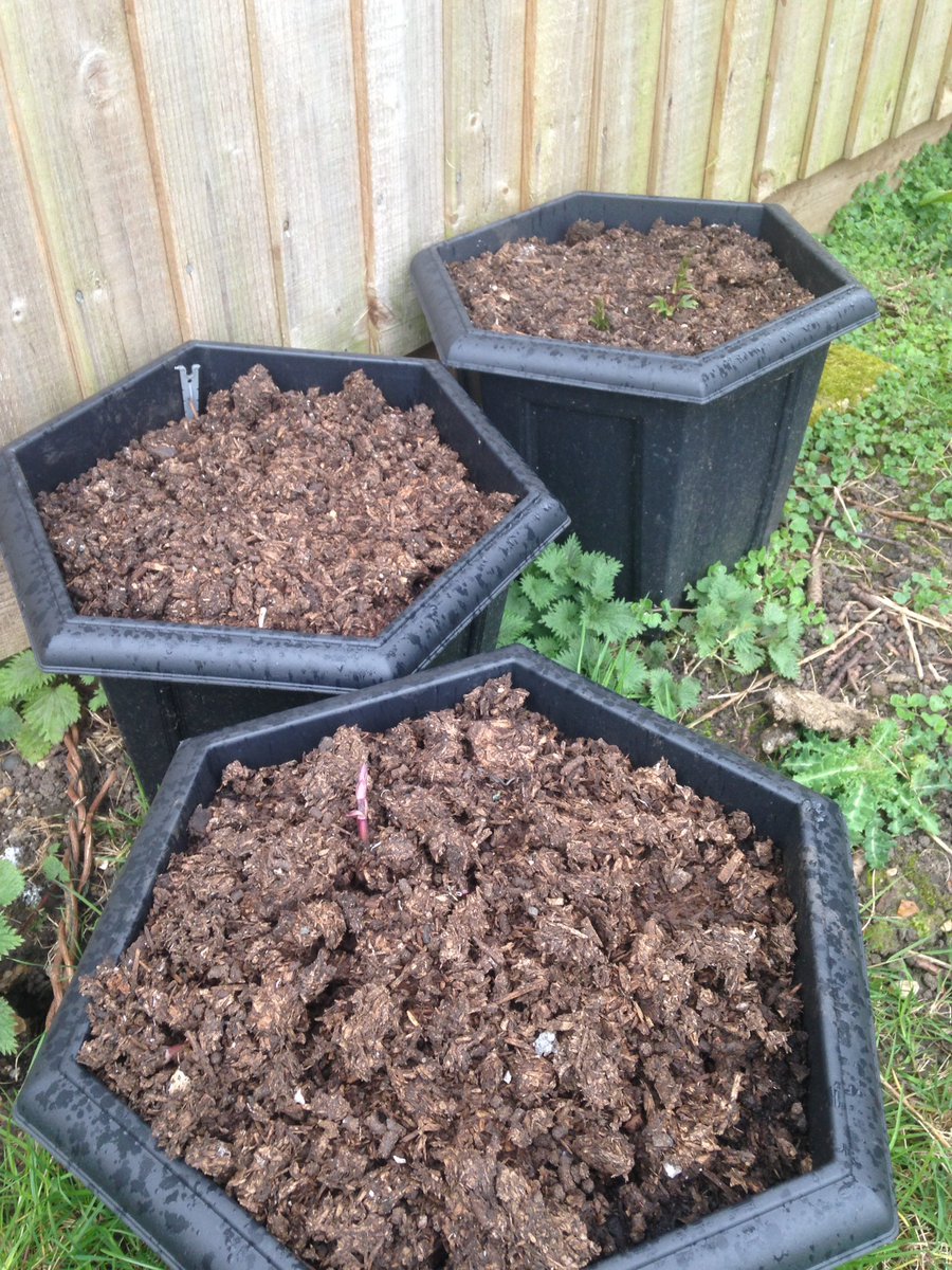 willraymond11's tweet photo. #hopporn the little beauties are growing up so fast! @edrazzall @beeryvan https://t.co/d0mJ4yDTv7