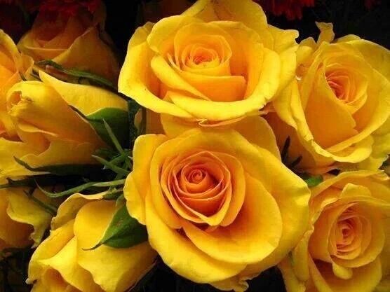 Желтые розочки. Розы желтые с красной каймой.