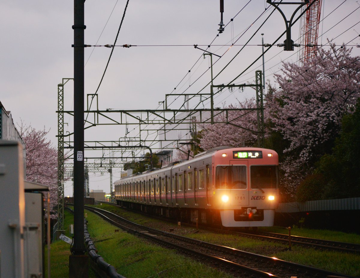Sk_rainie's tweet photo. 2016.4.1 井の頭線 桜
桜と桜色電車
#ファインダー越しの私の世界
#鉄道と桜
#1781F
#1760F https://t.co/szBvfP8kCg