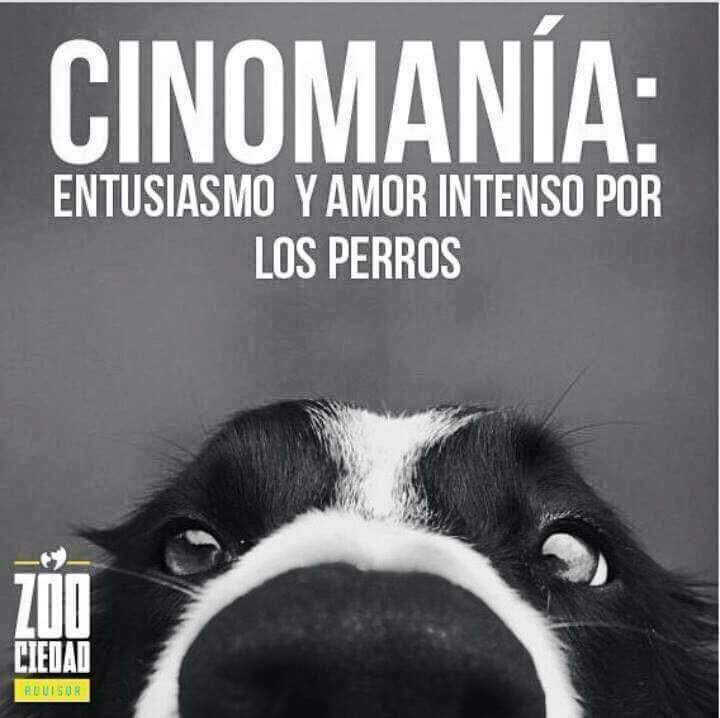 marbalt's tweet photo. Oye @SandyCoben eres una cinomaniaca guau guau #perritosh 🐶🐶 https://t.co/4iUwkMOnQ1