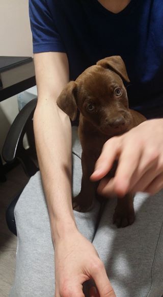 MariviAlba's tweet photo. Tengo este perrito de acogida y necesito familia que lo adopte. Mezcla de labrador y pitbull. En Cádiz. RT pls? https://t.co/vj6chxYFiV