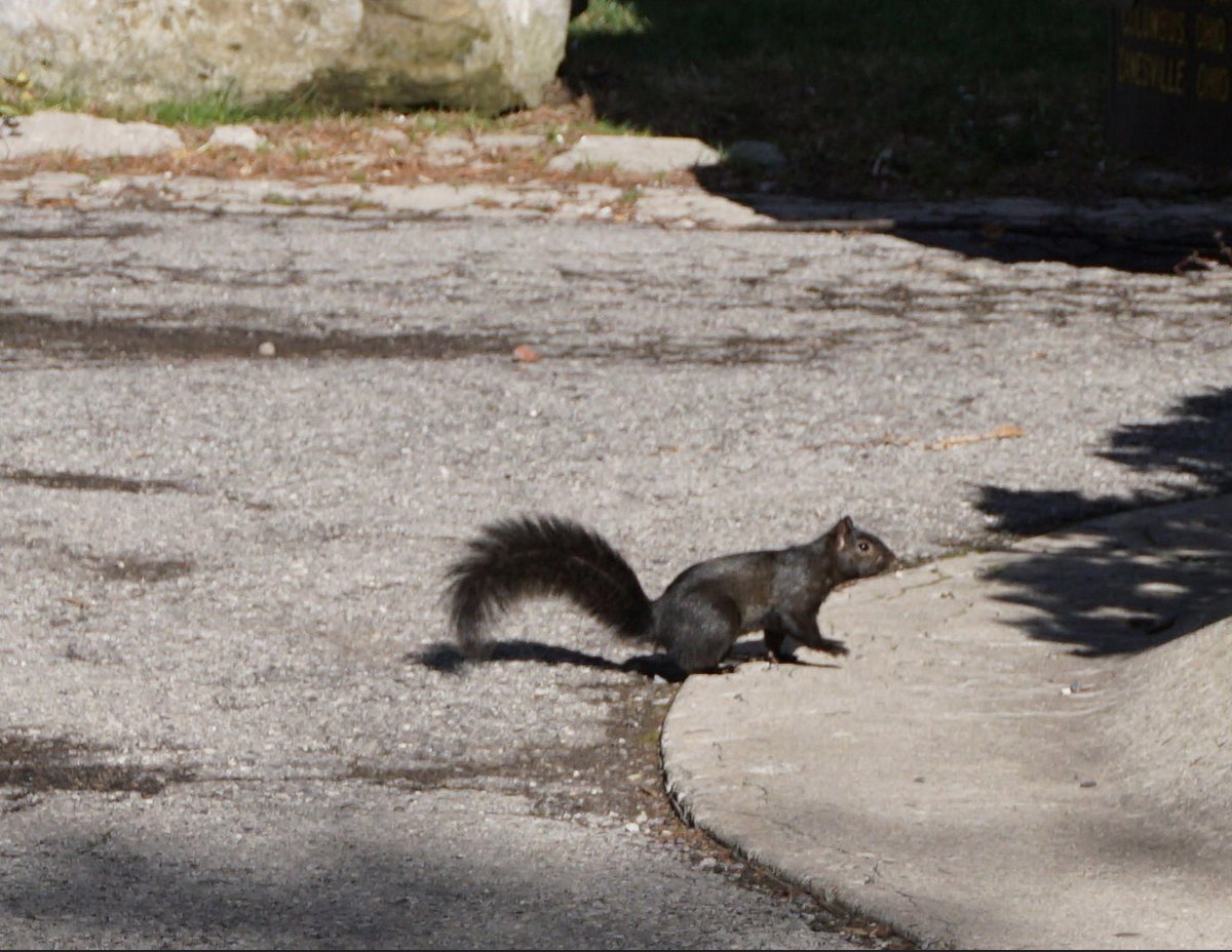 AnimalOSU's tweet image. Everyone talks about the albino, but what about this black squirrel - seen around Rightmire Hall #Animalosu