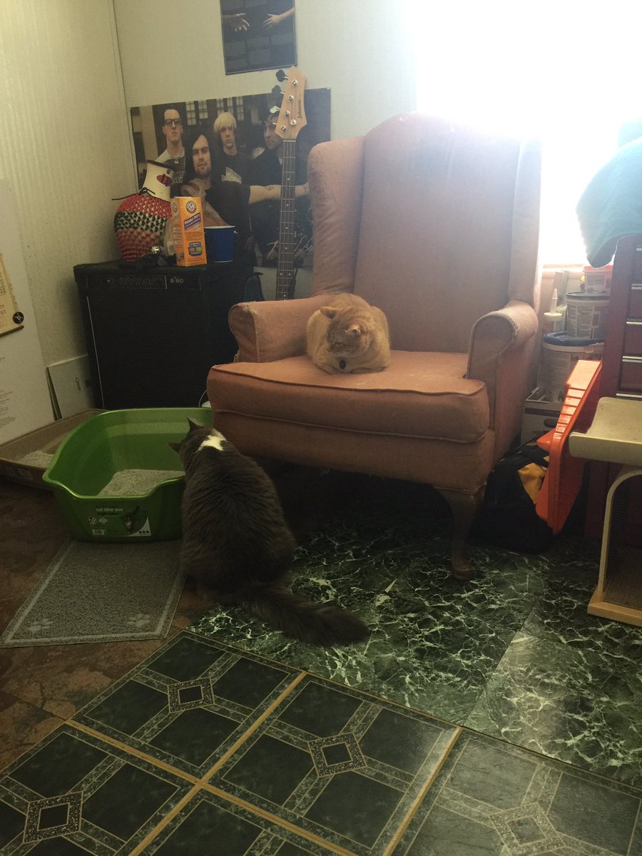 sabsand11's tweet photo. When your work cat doesn't like your house cat😔😔 https://t.co/ljehWLjmtl