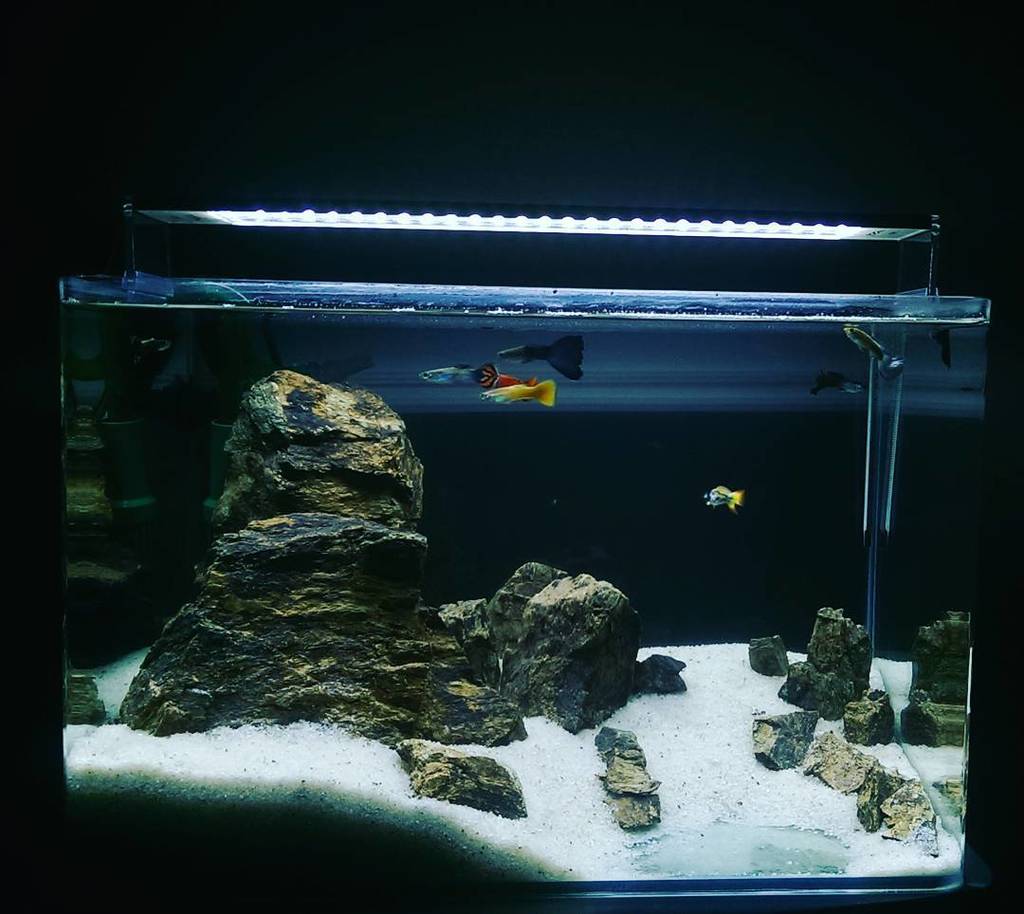 Ciano 80 LED Aquarium White - Angell Pets