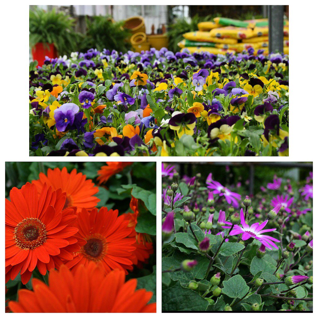 johnsonsproduce's tweet photo. Our Hobart location is finally open! Come visit us to see our beautiful flowers and displays! https://t.co/LDeFCBYM0e