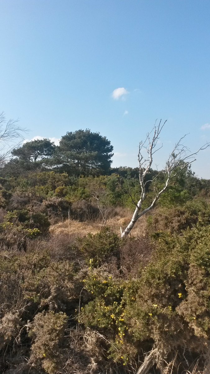 chrs1313's tweet photo. #Tramway #Walks #Stoborough #Purbeck #Dorset @WalksBritain https://t.co/2RypuoiOkg