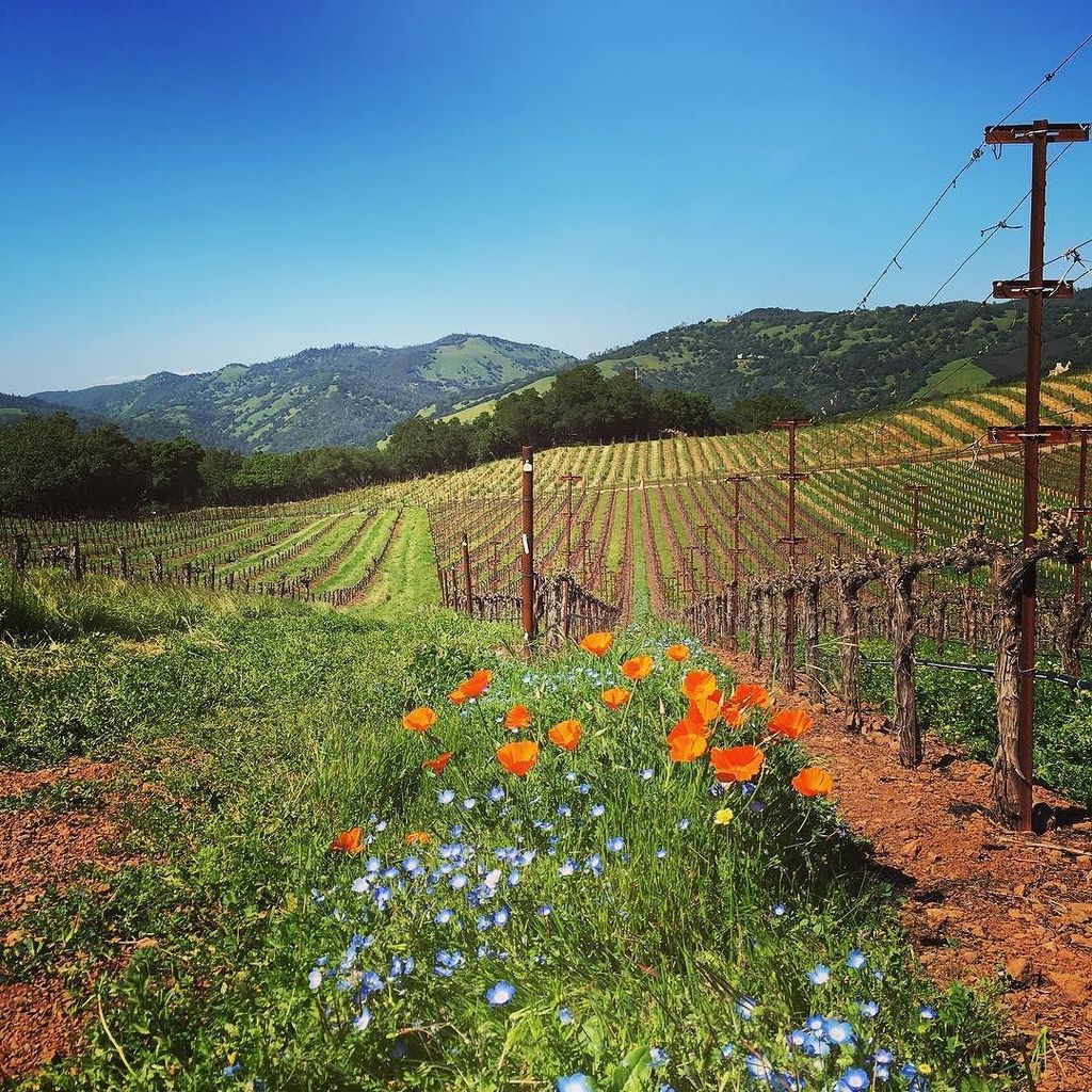 mark_artim's tweet photo. Wow it's beautiful out here! #napavalley https://t.co/FVKSLmpoqv https://t.co/JR3a4XJGD5