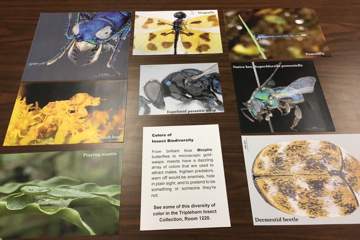 OSUCatOSU's tweet photo. Blues, yellows & greens will be in our 'invitation' for guests to stop by the insect collection during #MBDOH2016 https://t.co/2QSGzout3E