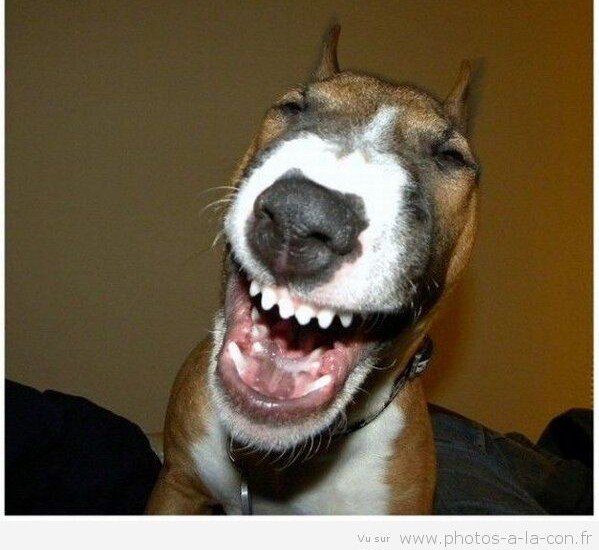 Le Bg Flavio Le Chien Moche T Co Ix0f2i5wfg Twitter