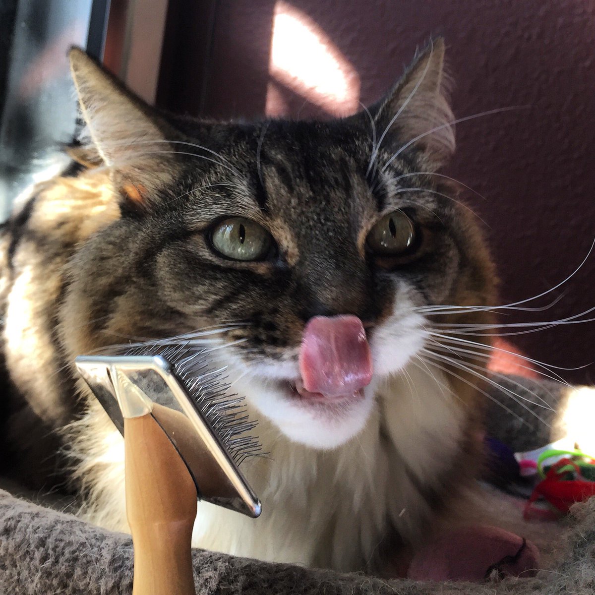 PeacefulPetsSac's tweet photo. Life is good!
Happy #Caturday, from Emma.
#Sacramento #petcare #petsitting #cats #pets https://t.co/XmdBKGyZ1F