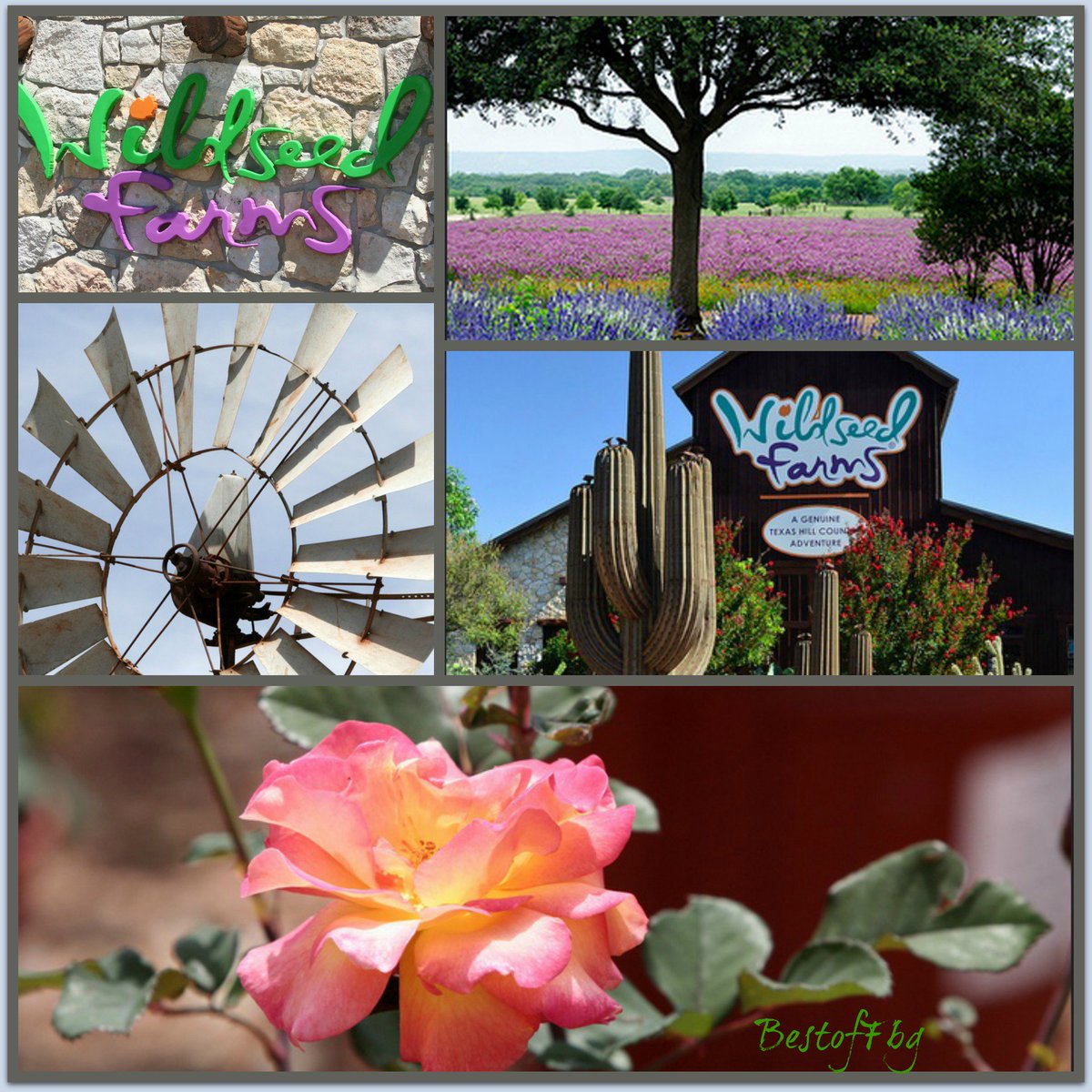 Don't miss <a href="/WildseedFarms/">WildseedFarms</a> when you visit #Fredericksburg #Texas Beautiful, wildflowers, gift items and wine tasting!