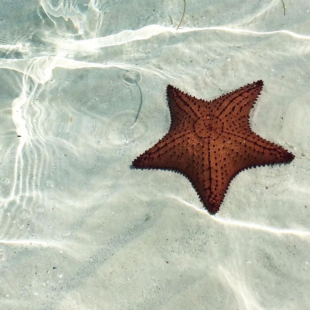 florbourguet's tweet photo. Un flash estas estrellitas de mar. #Starfish #Panamá #SanBlas #Chichime https://t.co/XSbpTvTvHL https://t.co/0tHObpGh27