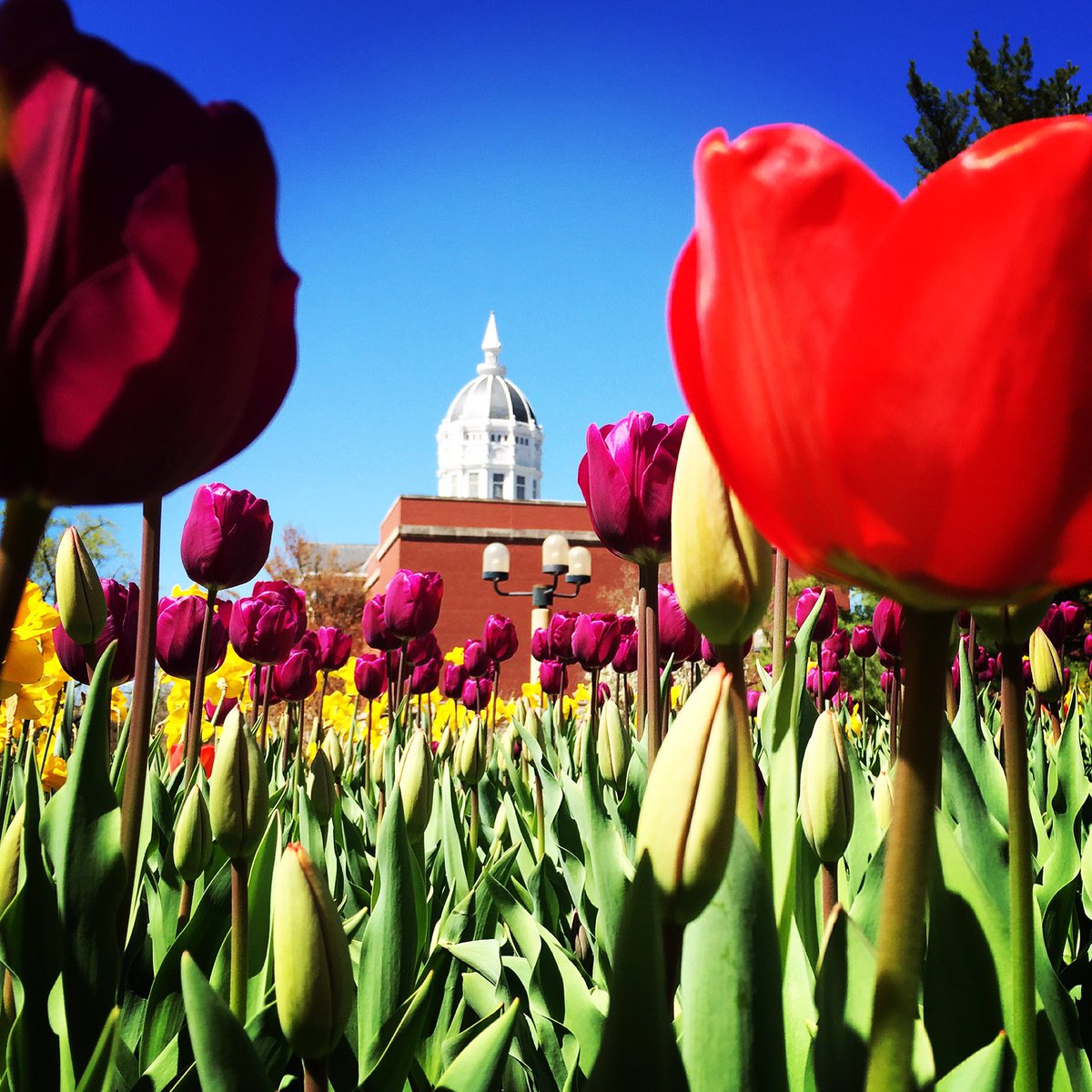 Mizzou's tweet photo. "No winter lasts forever; no spring skips its turn." - Hal Borland. Welcome back from Spring Break! https://t.co/wBGnSISSm3