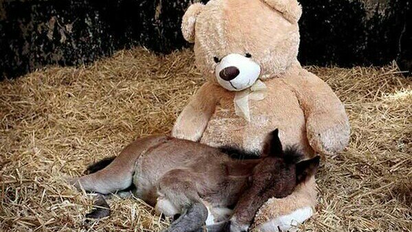 Beyza Sertok (@beyza_sertok) / Posts / X