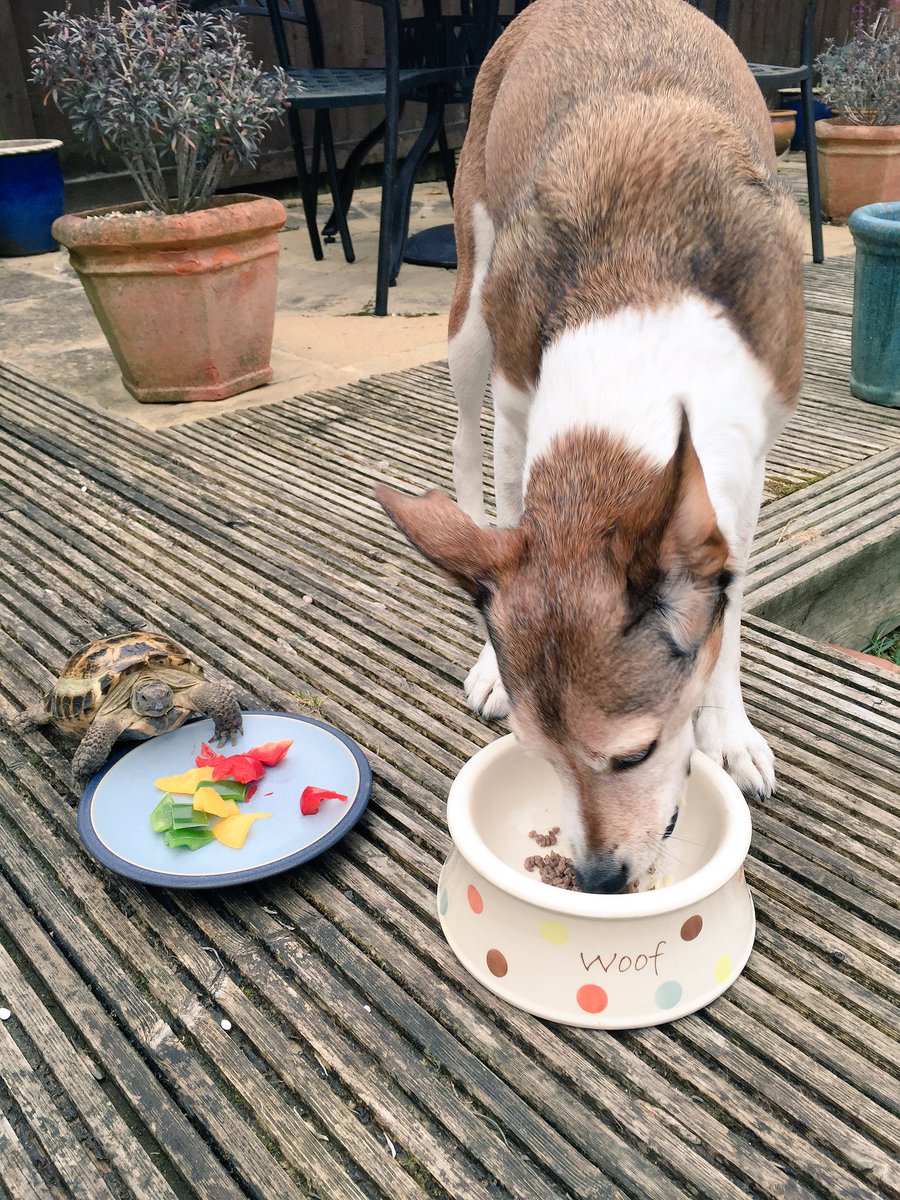 Dotty4Paws tweet media