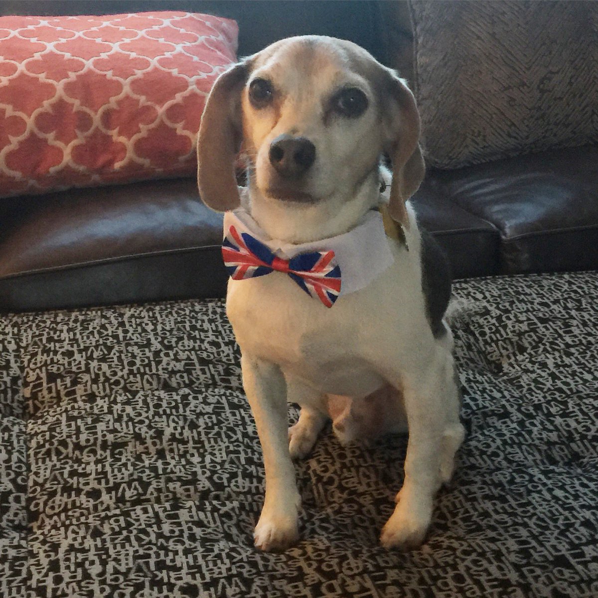 dog eats dirty diapers