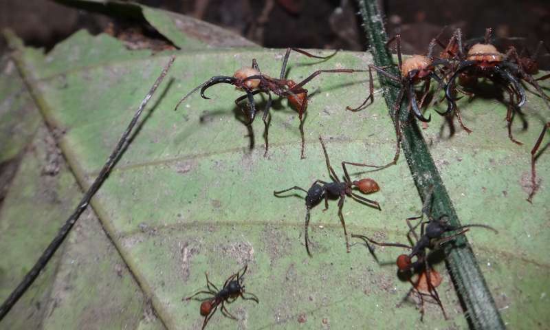 PubSciInstitute's tweet image. Army ants who have evolved to regain sight after returning to the surface ow.ly/ZJyUm #brainsci #scicomm