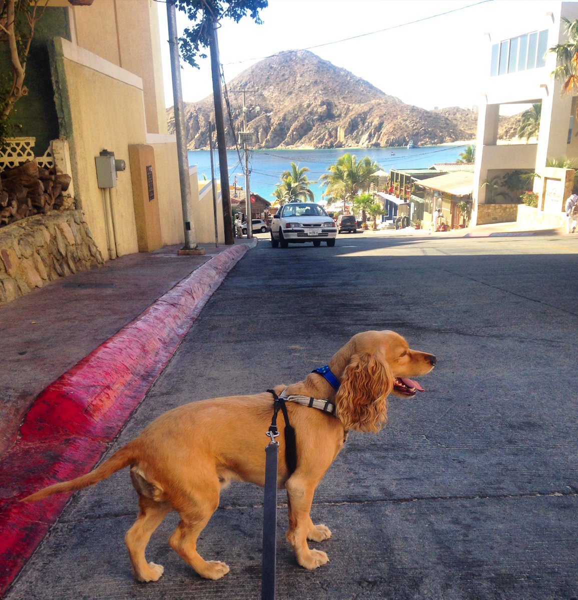 cockerjerry's tweet photo. like a tourist, good morning #cabo #loscabos 🌴 https://t.co/UjW614aIoK