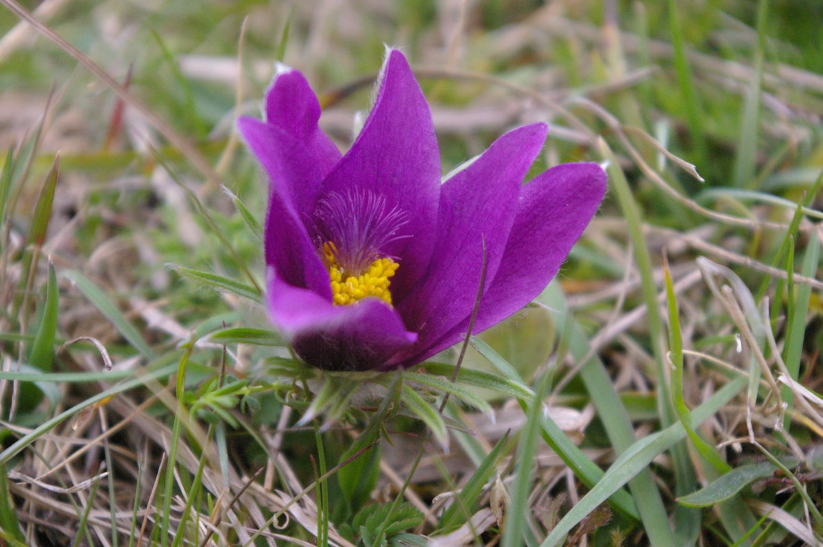 JahSkipper's tweet photo. Chilling in the Chiltons @toral31KE , lovely to see the Pasque flowers a day after easter, carrying their name well! https://t.co/RpdSRTnRUq