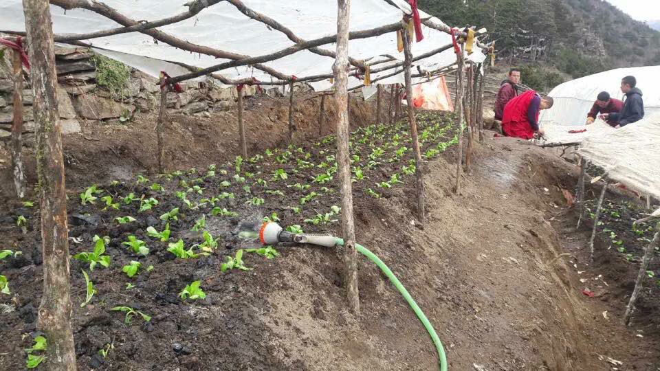Phajoding's tweet photo. Organic gardening Phajoding style. Our vegetables from our green house ..... yummy 😀 #organicagriculture #Bhutan https://t.co/3cKkwQ1Gh4