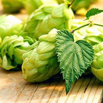 MapsandTaps's tweet image. New hop varieties can transform a beer recipe. Have you tried any lately? buff.ly/1V0TDup #craftbeer