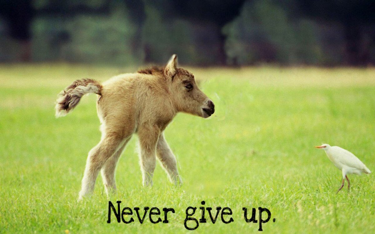 жираф мутант. жираф с короткой шеей. короткошейный жираф. маленький рассказик про животных. кенгуру животное австралии.