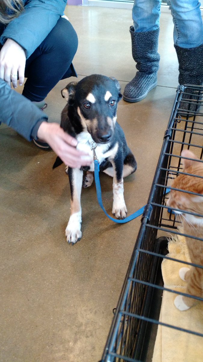 I was at work at <a href="/kriserspets/">Kriser's Natural Pet</a> and all these friends of mine came in looking for, forever homes!