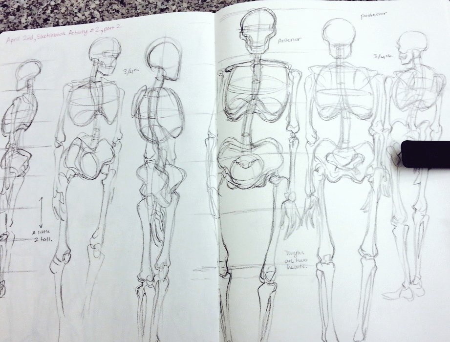 Been spending the last few hours hanging out with a skeleton, he's a good model! 
