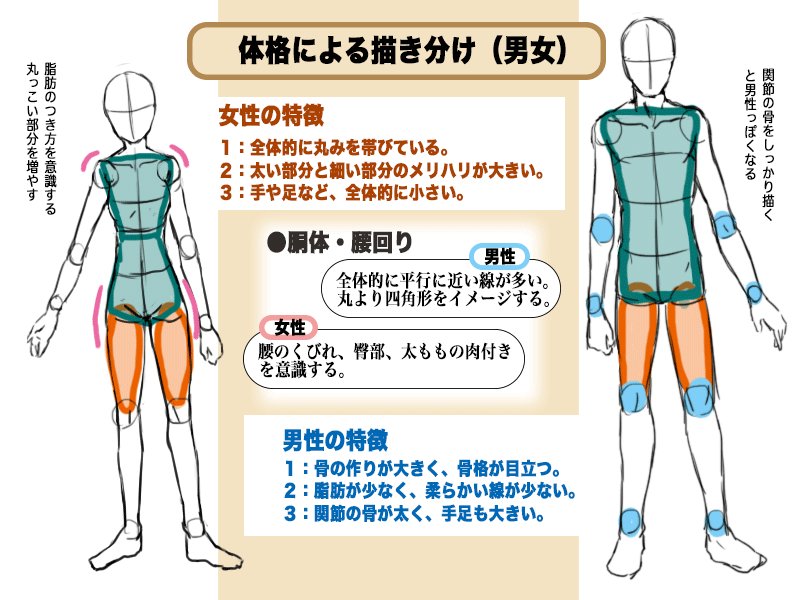 تويتر 絵師ぺディア على تويتر 体格による男女の描き分け方法です 当たり前ですが男と女では体格が異なります それぞれの体 の特徴を覚えておくと描きやすいですよ T Co F2uvo3bihp