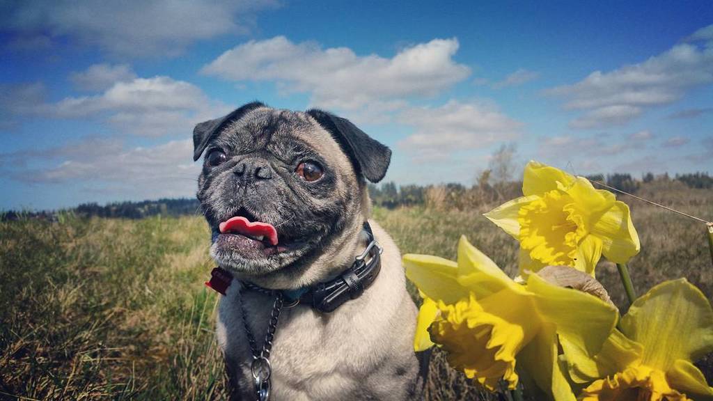 Alex_McFadyen's tweet photo. What a gorgeous day for a walk 🐕 the #springpug is definitely who you want on your side he… https://t.co/BO5ubJ7vrU https://t.co/ixaBY88OPw