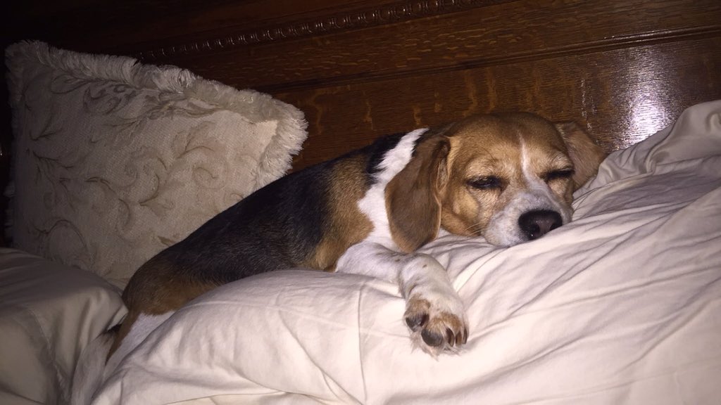 AudreyWinders's tweet photo. @levi_malone hi Dixie! https://t.co/uVDjpx3m1B