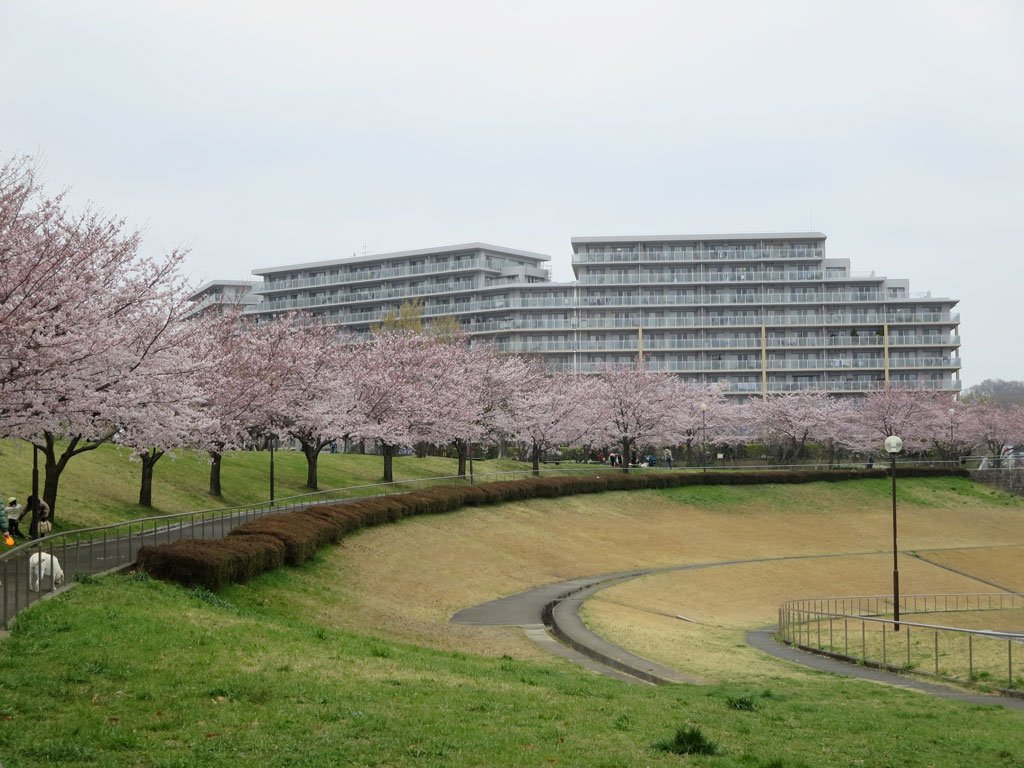 多摩ニュータウン Net 昨日の若葉台公園 多摩ニュータウン若葉台地区 の桜の様子です 満開まであと少し 天気が回復すれば 今日あたりが見頃だと思います T Co Rfjohtwxzy