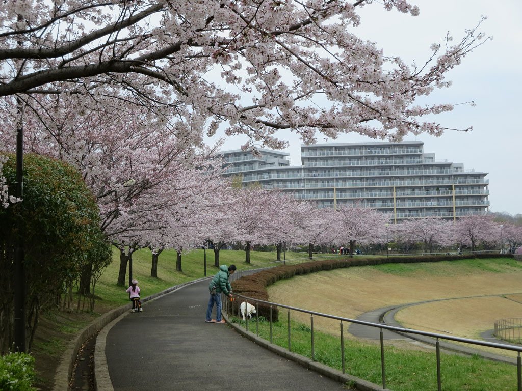 多摩ニュータウン Net 昨日の若葉台公園 多摩ニュータウン若葉台地区 の桜の様子です 満開まであと少し 天気が回復すれば 今日あたりが見頃だと思います T Co Rfjohtwxzy