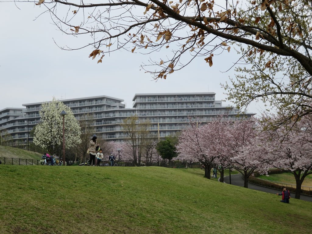 多摩ニュータウン Net 昨日の若葉台公園 多摩ニュータウン若葉台地区 の桜の様子です 満開まであと少し 天気が回復すれば 今日あたりが見頃だと思います T Co Rfjohtwxzy