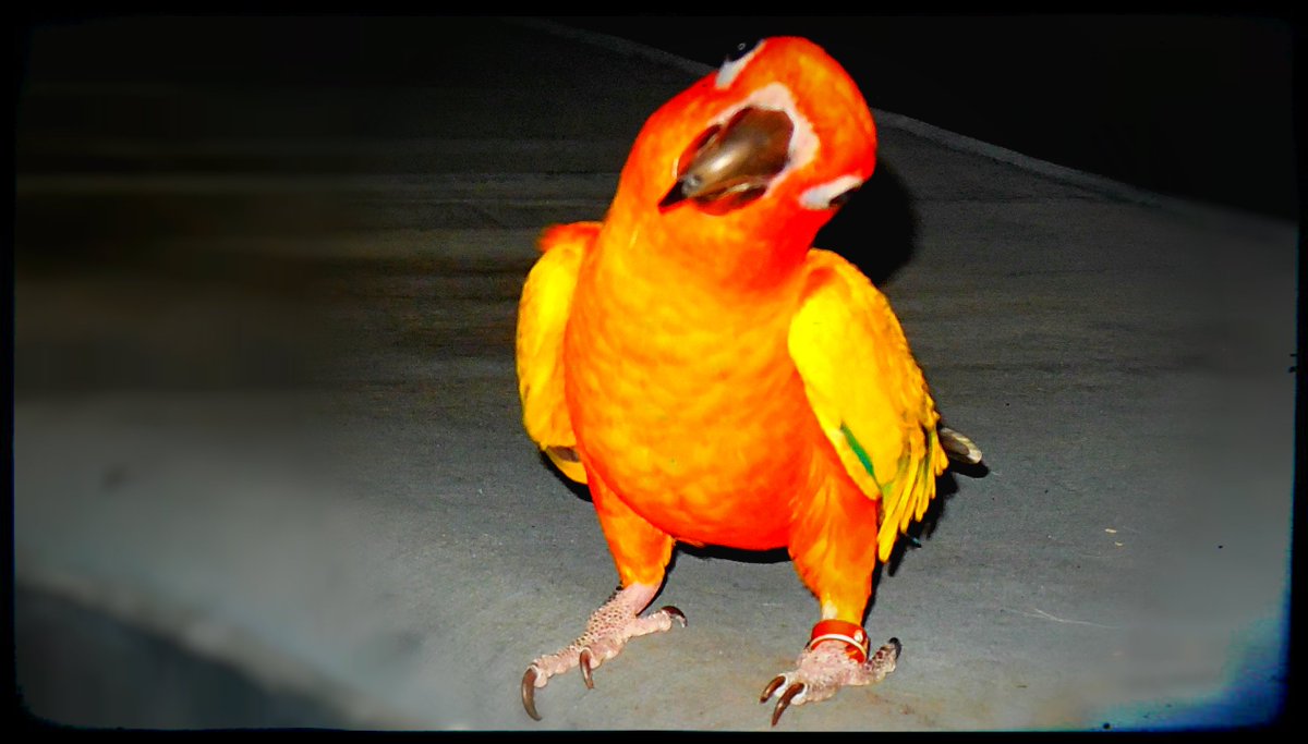 The Comedic soul of my friend, Sunshine,:)