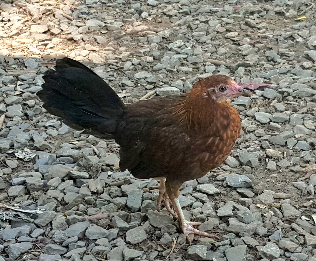 buehlersciwri's tweet photo. This chicken has been eyeing me out for 5 minutes and it's starting to make me nervous. #chknstalker #HIproblems https://t.co/WvWrcNUYZe
