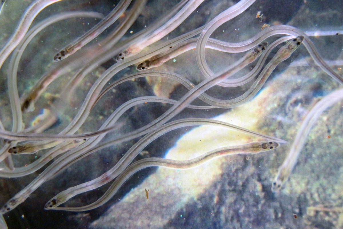 EcofactEcology's tweet photo. Elvers still there but must work harder to help them. More efficient T&amp;T, conservation glass eel fisheries, passes! https://t.co/cB8vsqW8Ao