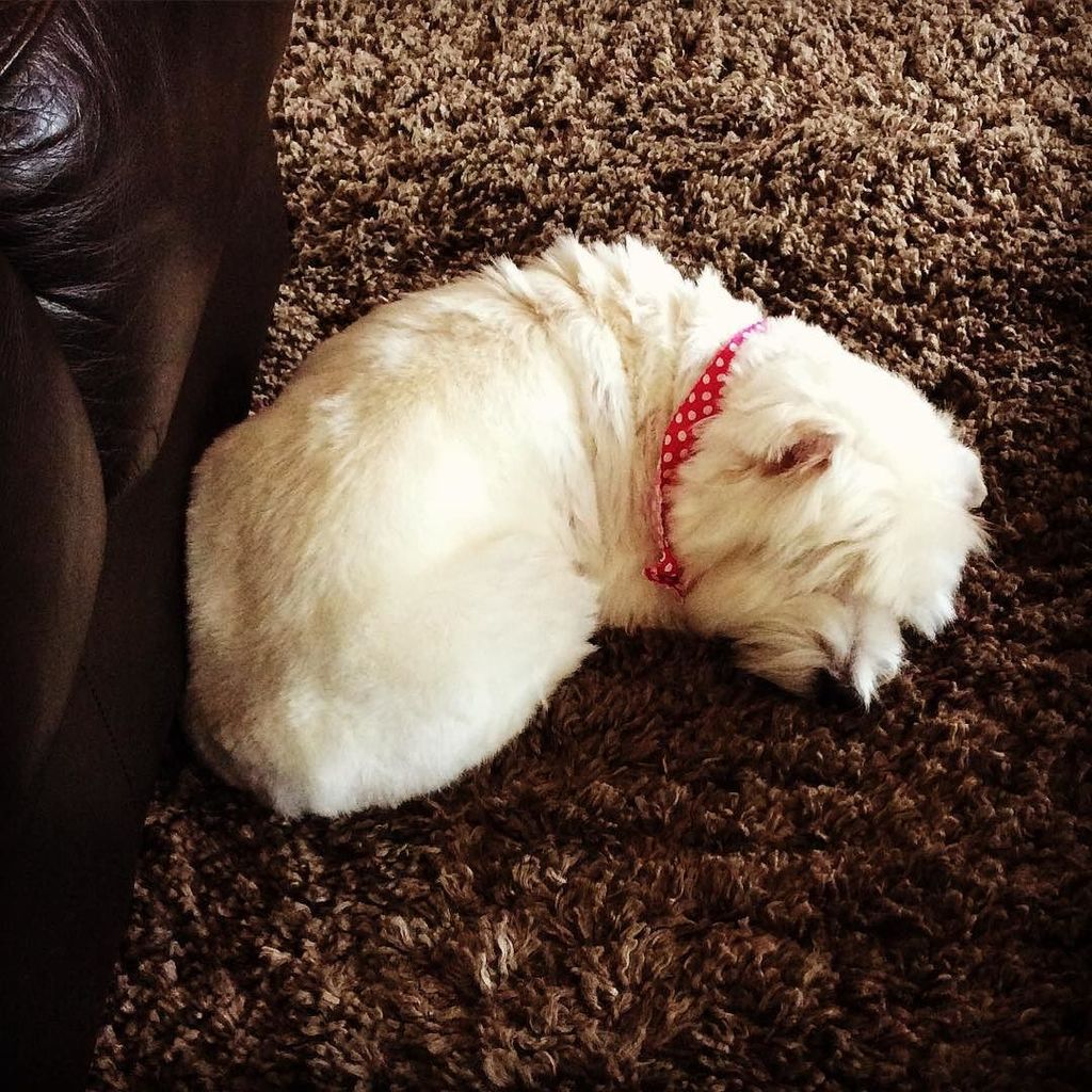 AddysDadd's tweet photo. A morning at the spa tires you out #westiegram #westie #dogslife #chill #spafordogs https://t.co/EOBtiIsU4L https://t.co/PElZouzy45