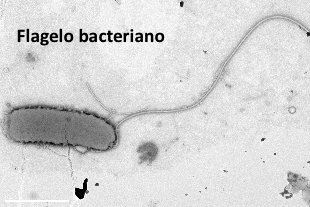 SEMicrobiologia's tweet photo. Algunas bacterias se mueven por flagelos #microMOOCSEM https://t.co/kis2FBK6Cb