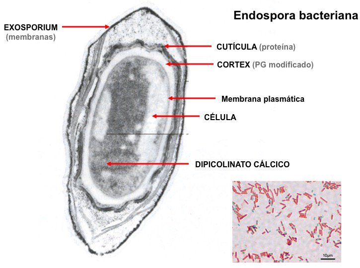SEM on X: "Algunas bacterias pueden producir endosporas: formas de  resistencia no de reproducción #microMOOCSEM https://t.co/JKfC3HP8TA" / X