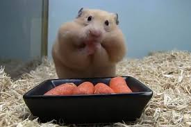 northcoastpets's tweet photo. Did you know that hamsters can store food in their cheeks, then eat it later! #hamsterfacts #petfacts #funanimalfact https://t.co/LBF5Ah1IrC