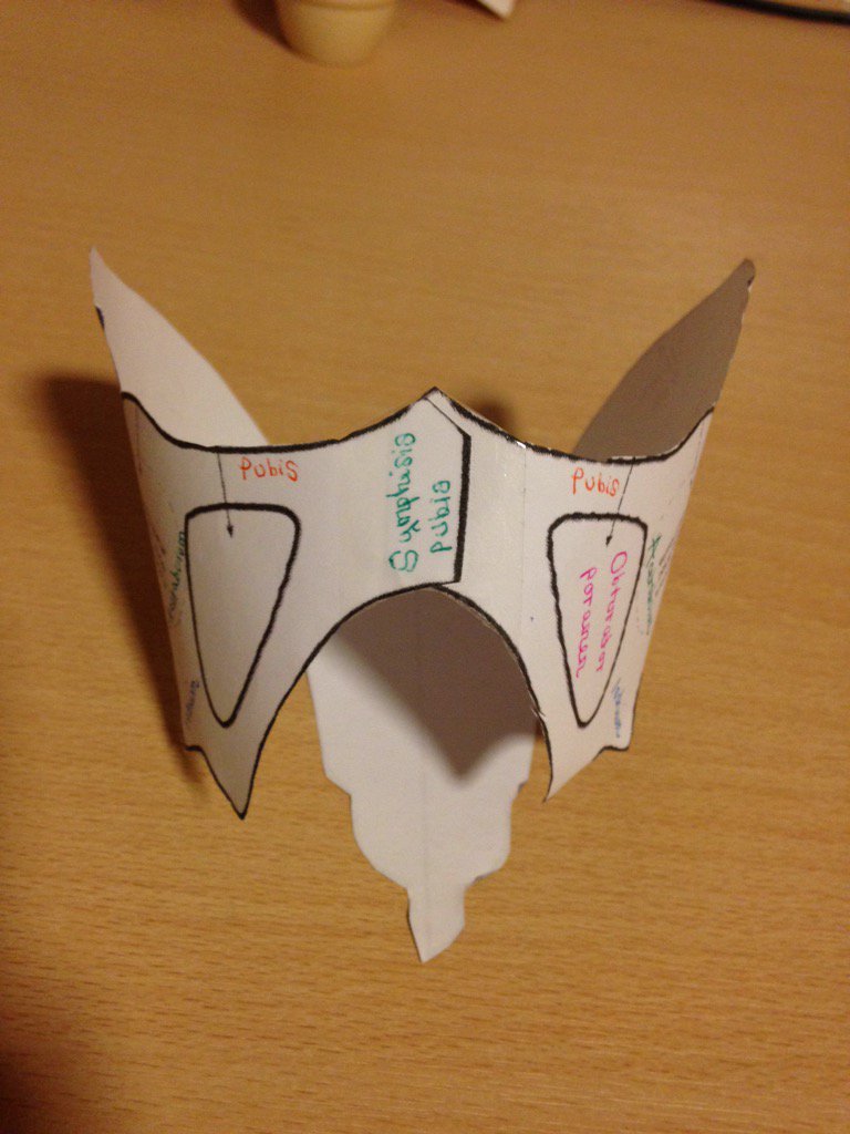 GeorginaLT's tweet photo. You know you have taken the midwife role too far when it's 10pm on Saturday night and you've made a paper pelvis https://t.co/42KoLkyceG