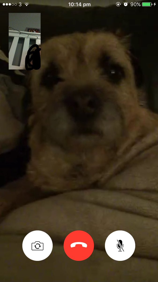 abigail99__'s tweet photo. FaceTime is 10x better when I sit n talk to Pipa instead of Danny hehe #betterbae https://t.co/F7ZM6MEw4E